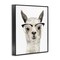 Stupell Industries Farm Animal Llama In Glasses Black Framed Giclee Art